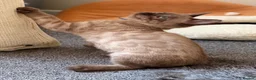 Bengal cats for sale: TICA registered Seal Solid Silver Mink Bengals - Advert 27
