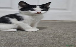 Domestic Shorthair cats for sale: Beautiful Kittens ready now in Chelmsford - Image 16