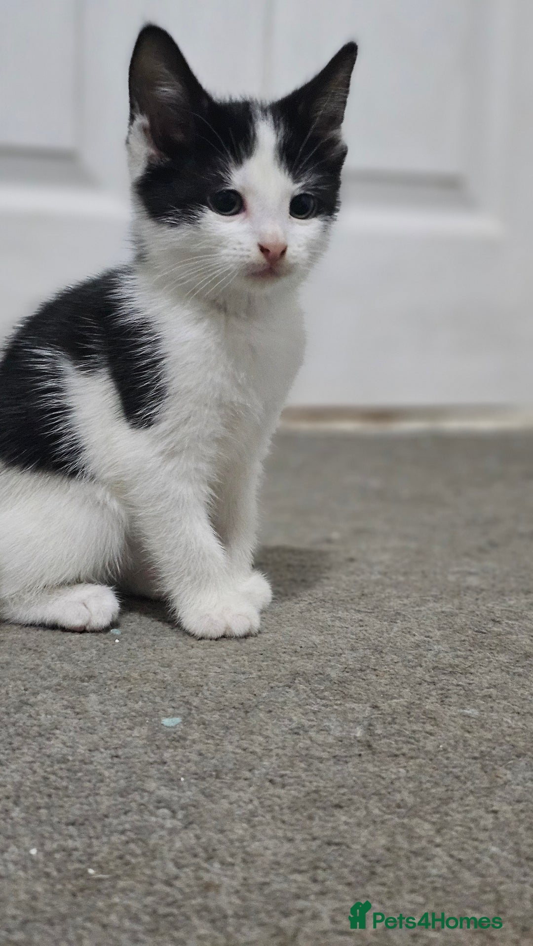 Domestic Shorthair cats for sale: Beautiful Kittens ready now in Chelmsford - Image 16