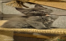 Maine Coon cats for sale: Maine Coon kittens Glasgow  - Image 10