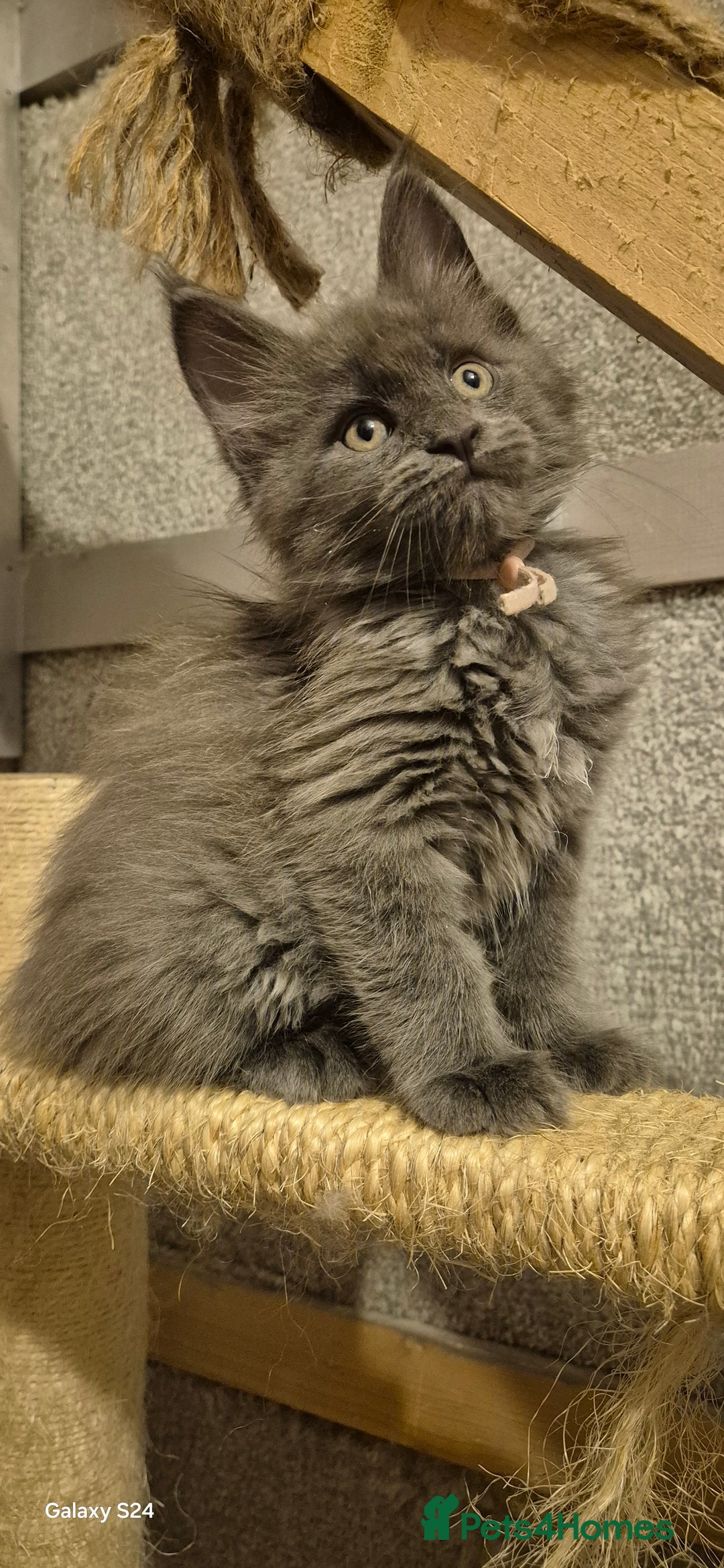 Maine Coon cats for sale: Maine Coon kittens Glasgow  - Image 10
