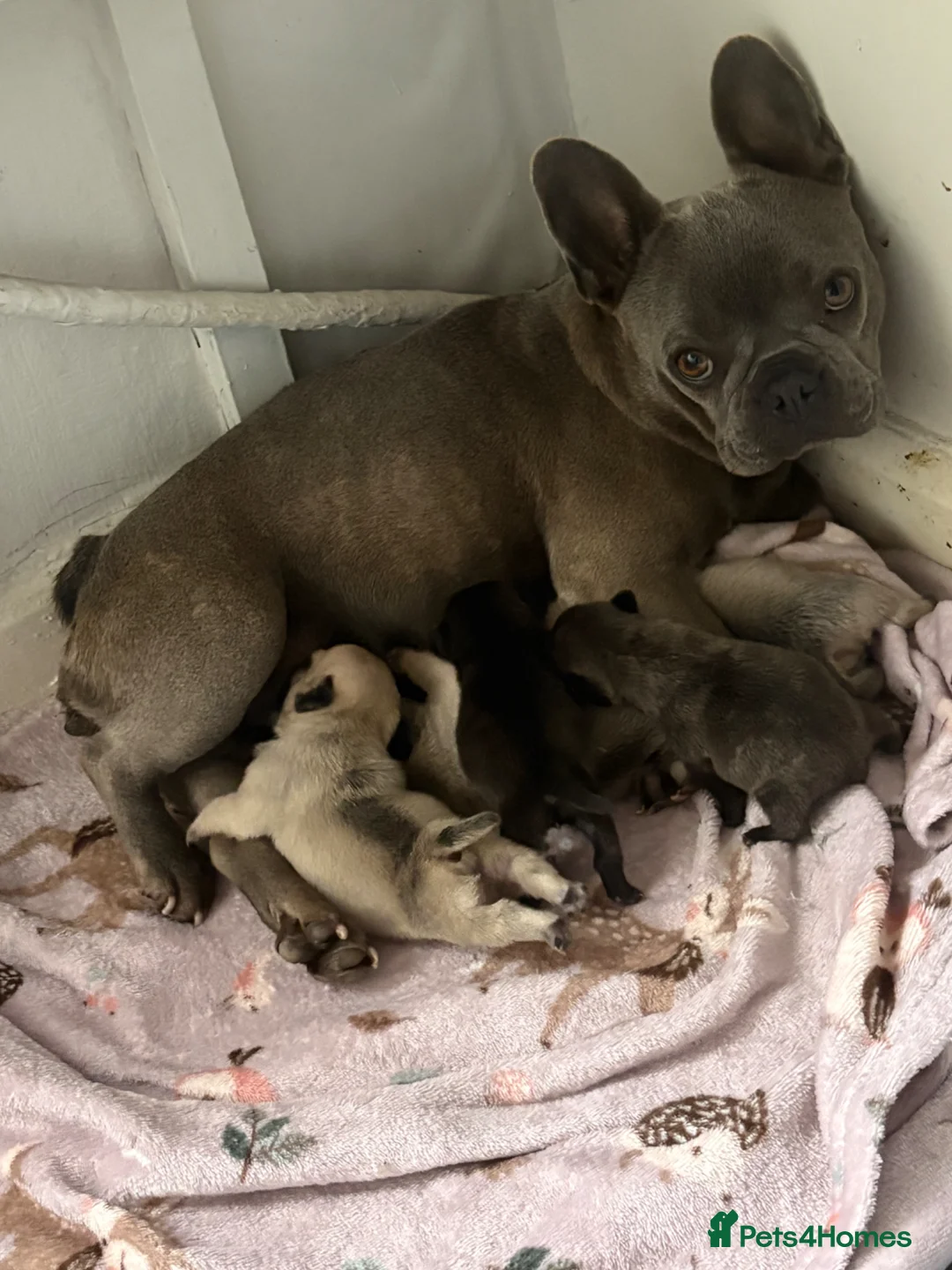 Frug dogs for sale: Litter of frug puppies  - Advert 2