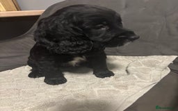 Cocker Spaniel dogs for sale: 3 beautiful working cocker spaniels - Image 4