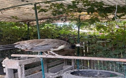 Peafowl poultry for sale: Home reared Peahen - 1 year old - Image 3