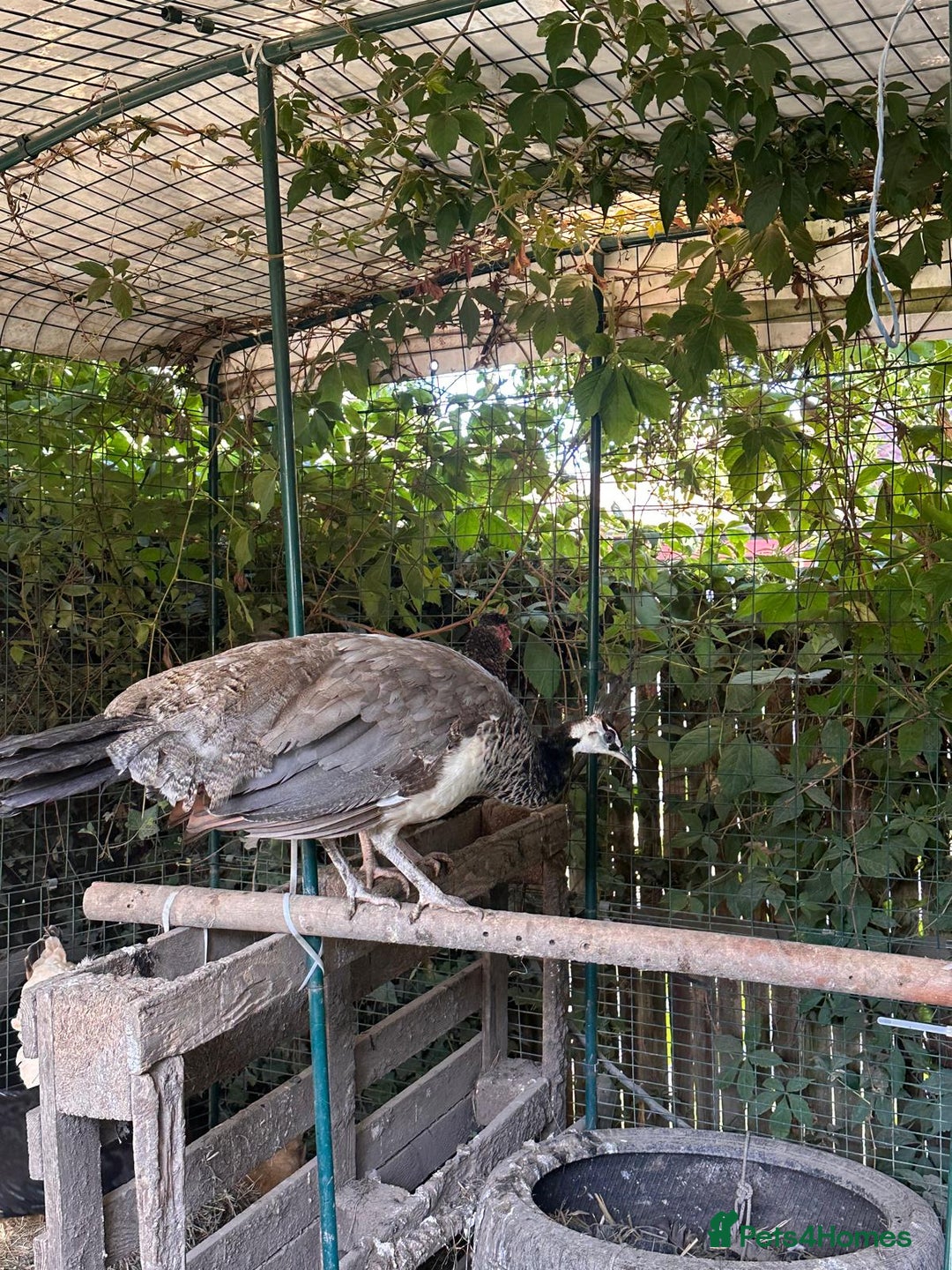 Peafowl poultry for sale: Home reared Peahen - 1 year old - Image 3