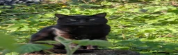 Bengal cats for sale: Mixed breed Bengal kittens  in Edenbridge - Advert 12
