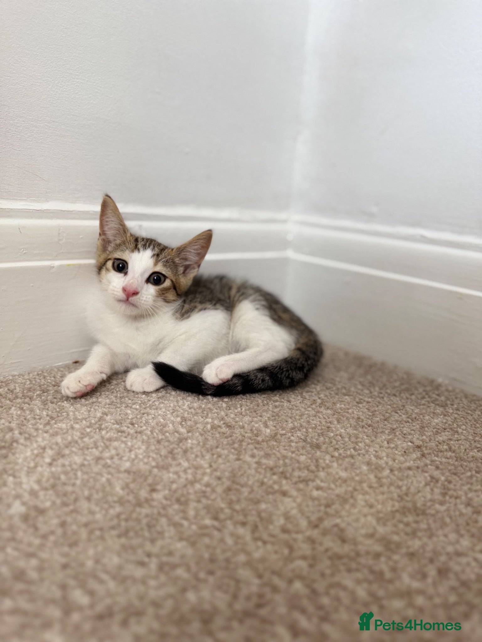 Mixed Breed cats Posey, female mixed breed - Advert 7