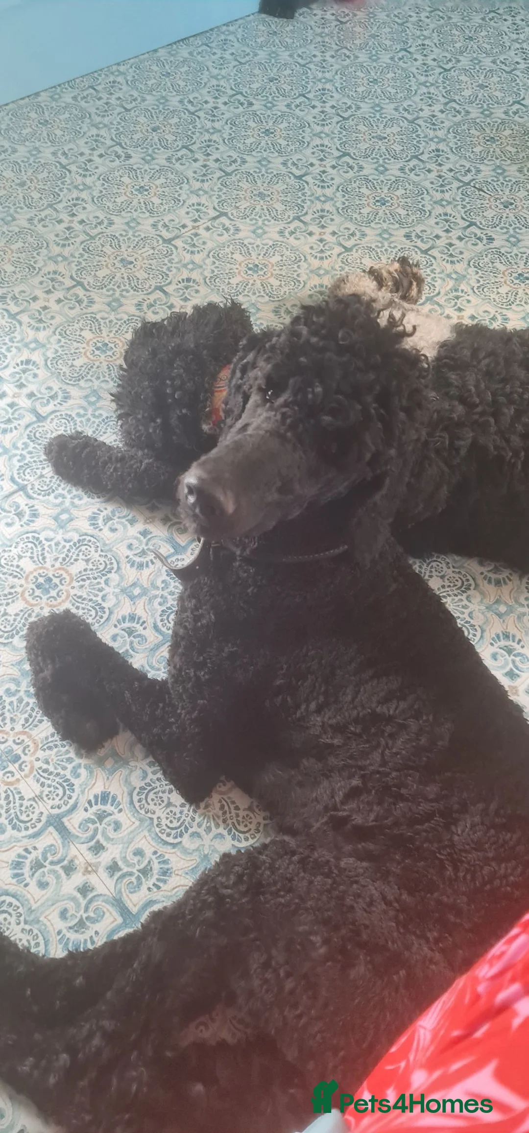 Standard Poodle dogs for sale: Kc Reg Black Standard Poodle - Advert 3