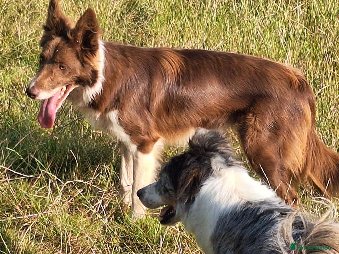 Border Collie dogs for sale: Beautiful Red and White Collie Bitch for Sale - Advert 5