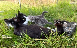 Domestic Shorthair cats for sale: Tabby kitten - Image 2