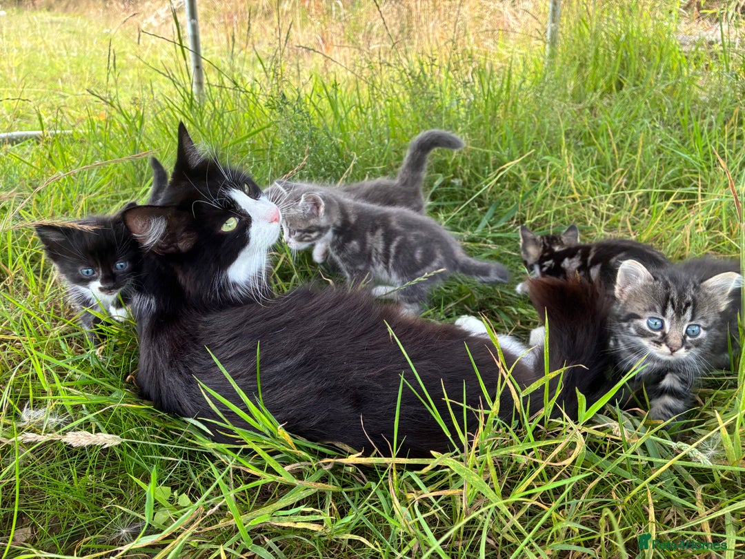 Domestic Shorthair cats for sale: Tabby kitten - Image 2