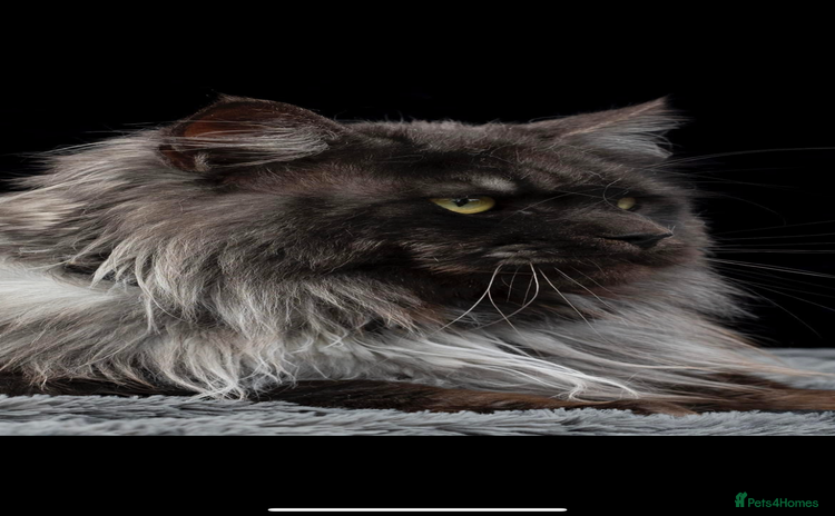 Maine Coon cats - Advert 3