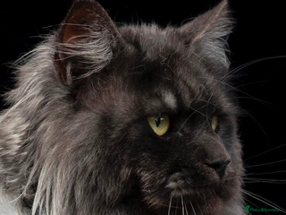 Maine Coon cats - Advert 3