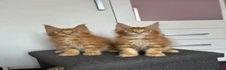 Maine Coon cats for sale: ✨5 GCCF Pure bred MC kittens  - Advert 7