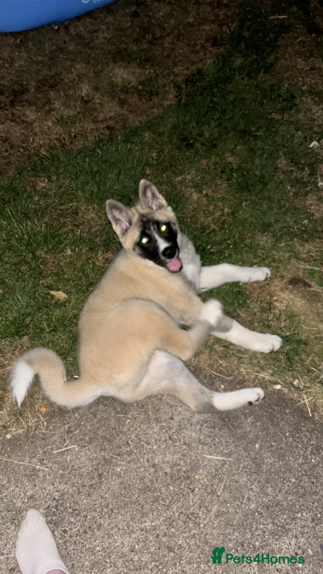 Akita dogs for sale: 5 month old american akita - Advert 2