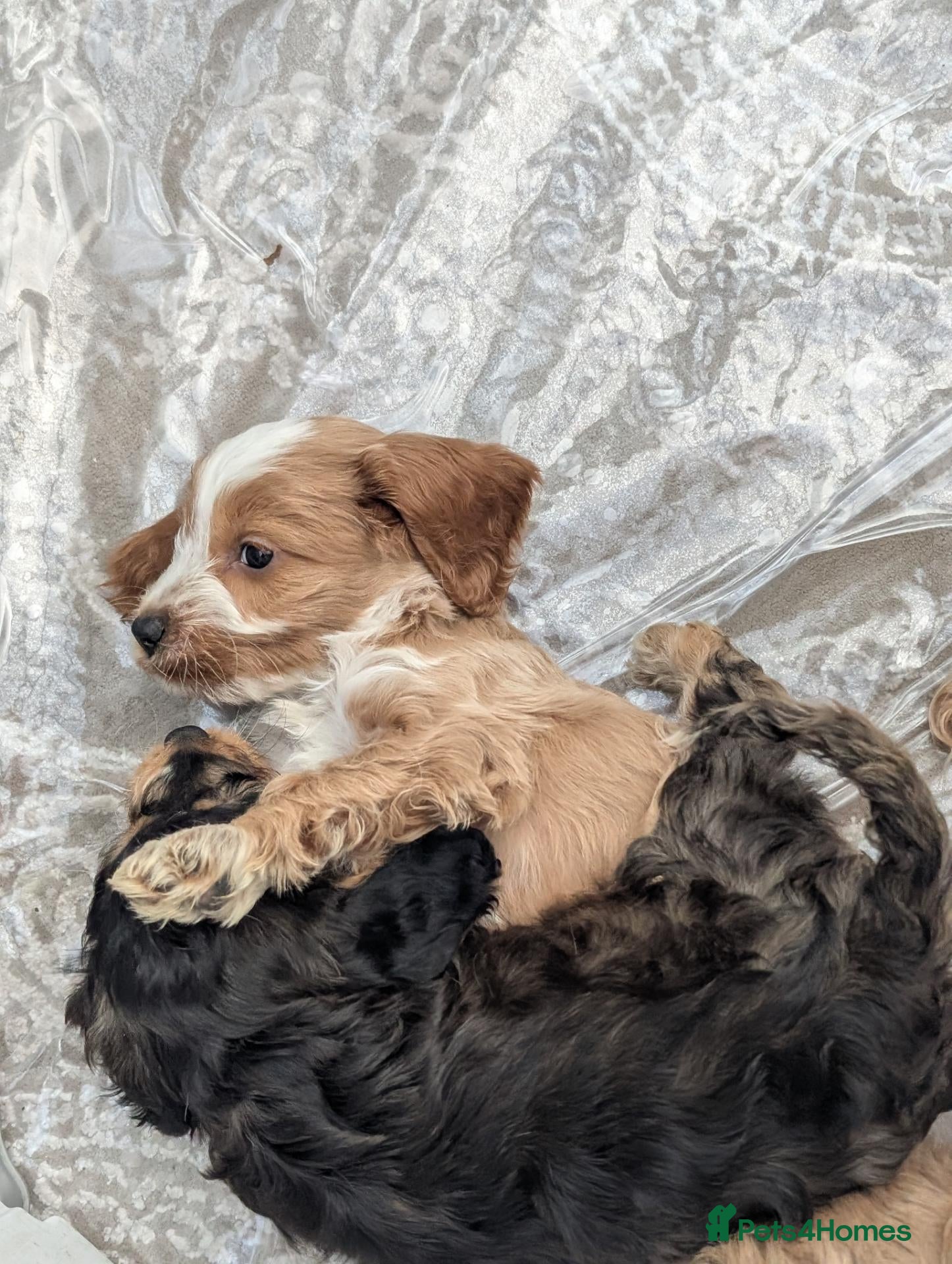 Cockapoo dogs for sale: Show Type Cockapoos DNA clear Ready to Leave - Advert 2