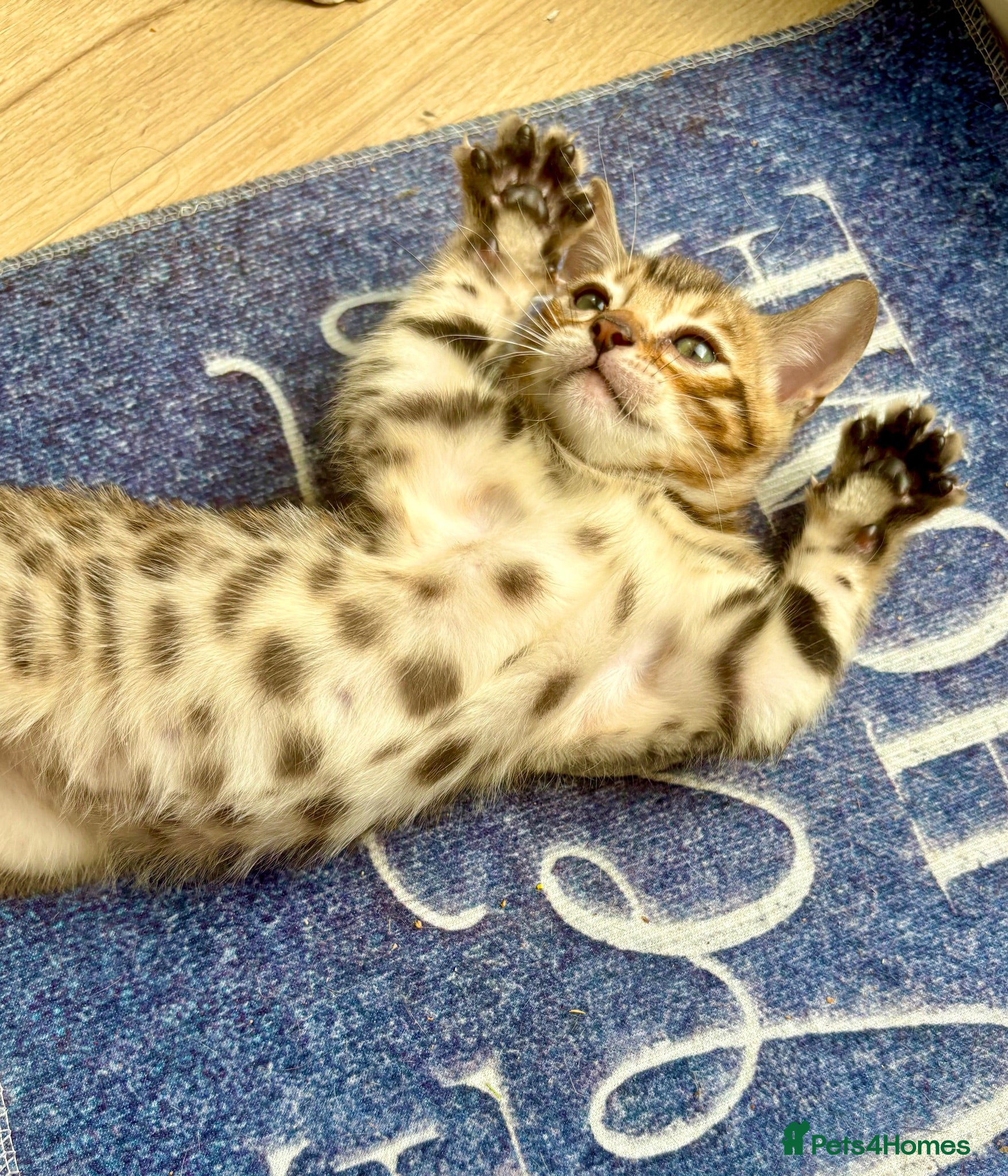 Bengal cats 🩵FINAL BENGAL KITTEN FOR FOREVER HOME🩵 - Advert 1