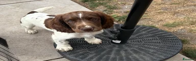 English Springer Spaniel 2