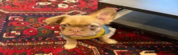 French Bulldog dogs for sale: Visual Fluffy !kc reg maskless french bulldogs  - Advert 2