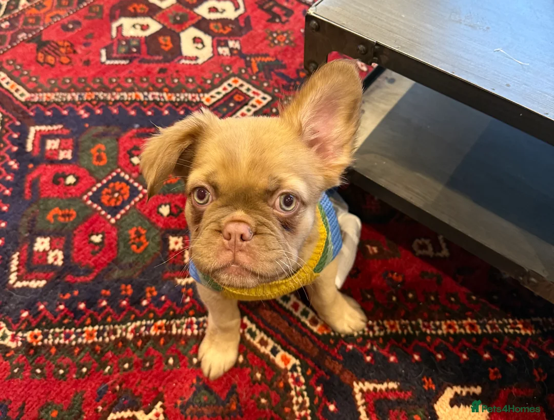 French Bulldog dogs for sale: Visual Fluffy !kc reg maskless french bulldogs  - Advert 2
