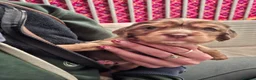 Cockalier dogs for sale: Health tested parents 5⭐️ breeder - Advert 8