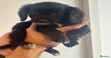 Cocker Spaniel dogs - Advert 5