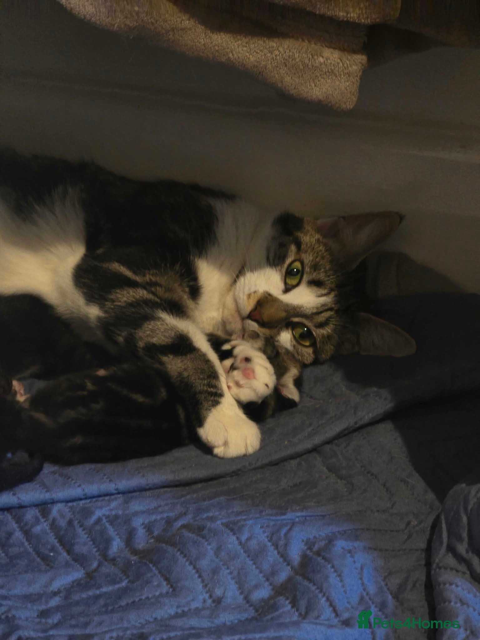 European cats Adorable Kittens Looking for Forever Homes 🐱❤️ - Advert 15