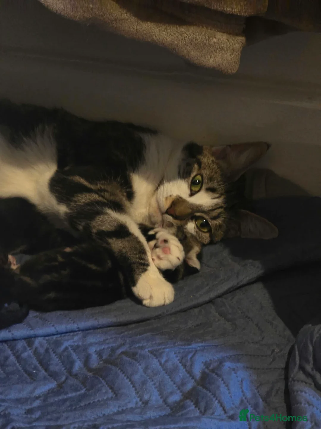 European cats for sale: Adorable Kittens Looking for Forever Homes 🐱❤️ in London - Advert 1