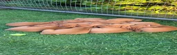Hungarian Vizsla dogs for sale: !!REDUCED!! Beautiful KC Registered Vizsla Pups - Advert 7