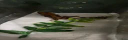 Gecko reptiles for sale: Crested geckos with individual full setups  in Chesham - Advert 3