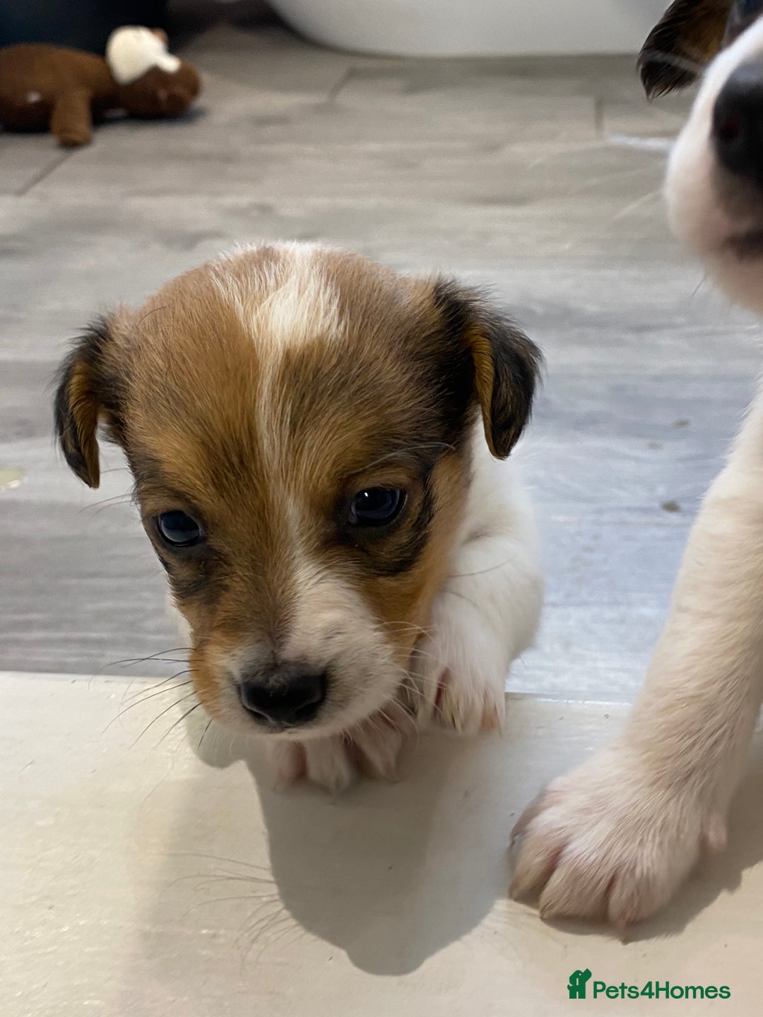 Jack Russell dogs for sale: 3 gorgeous jack Russell boys  - Advert 17