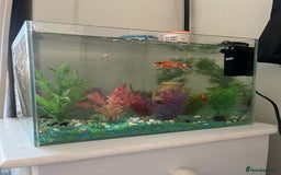 Goldfish fish for sale: Goldfish - Image 2