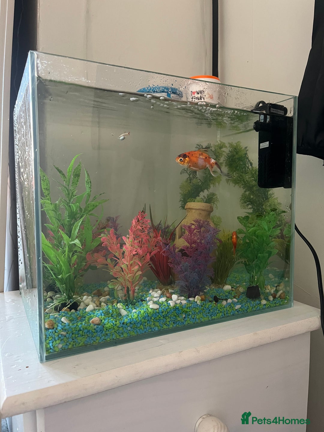 Goldfish fish for sale: Goldfish - Image 2