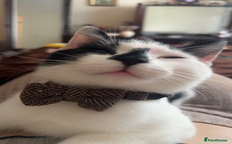 Domestic Shorthair cats - Advert 1