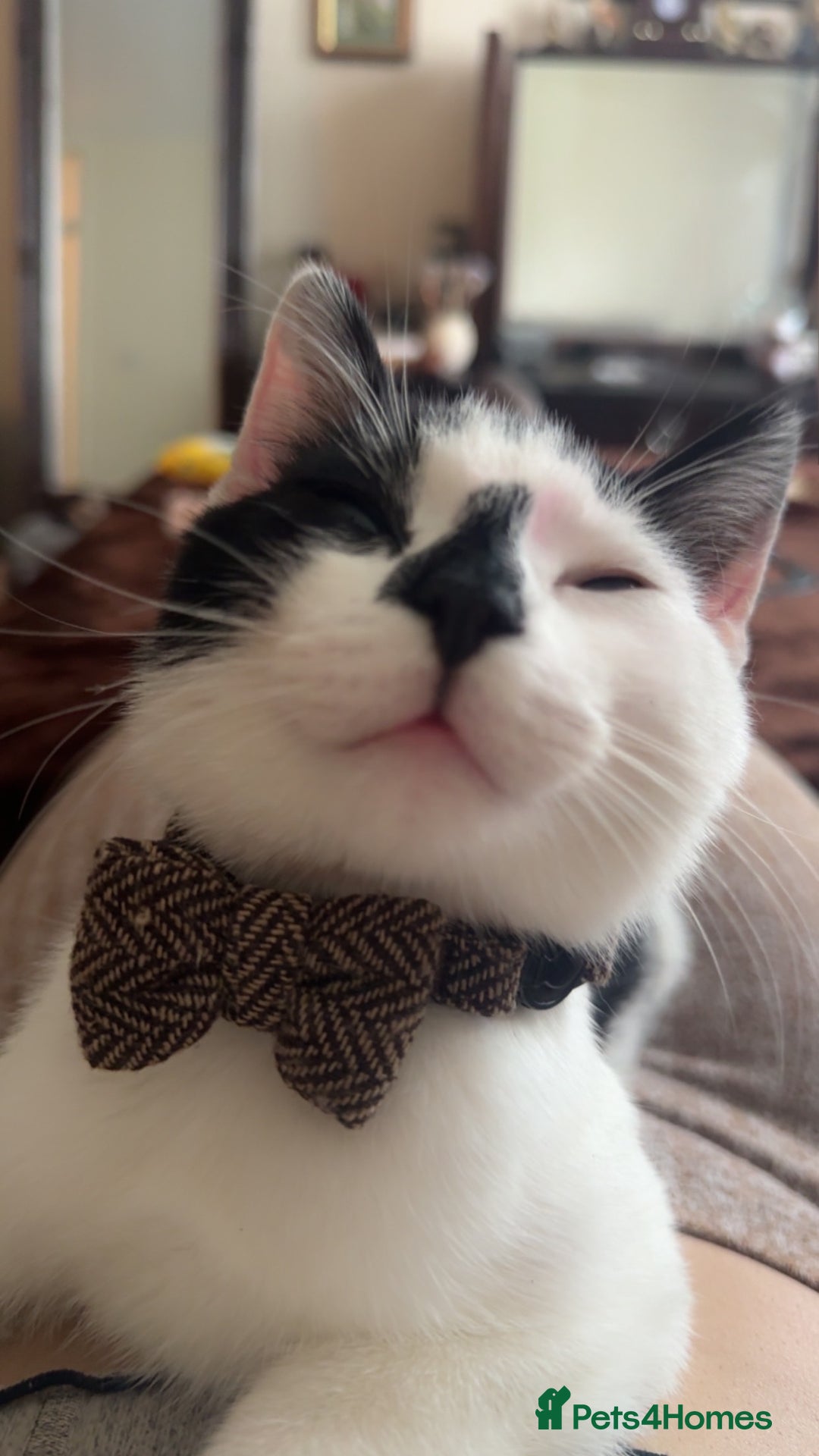 Domestic Shorthair cats for sale: Black and White Male Cat. - Image 1