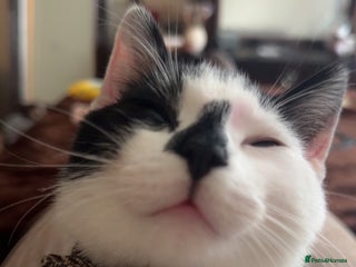 Domestic Shorthair cats - Advert 8
