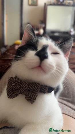 Domestic Shorthair cats - Advert 19
