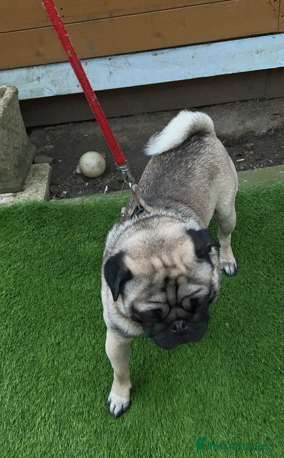 Pug dogs for stud: PUG FOR STUD!! - Advert 2