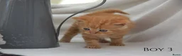 Persian cats for sale: Adorable Purebred Persian Kittens!!! - Advert 13