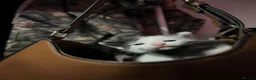 Mixed Breed cats for sale: My babies need forever homes  in Nottingham - Advert 11