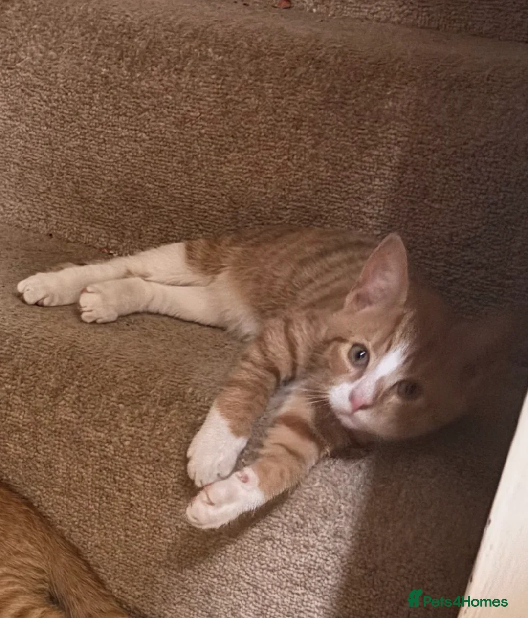 Domestic Shorthair cats for sale: 3 Ginger shorthair male cats - Advert 10