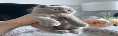 British Shorthair 2