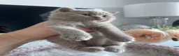 British Shorthair cats for sale: Champion Bloodline British shorthair kittens - Advert 21