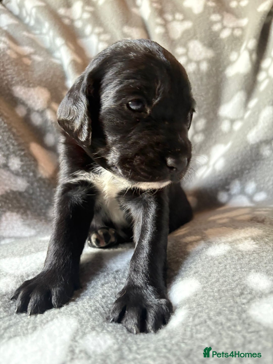 Mixed Breed dogs for sale: Sprockador puppies  - Image 9