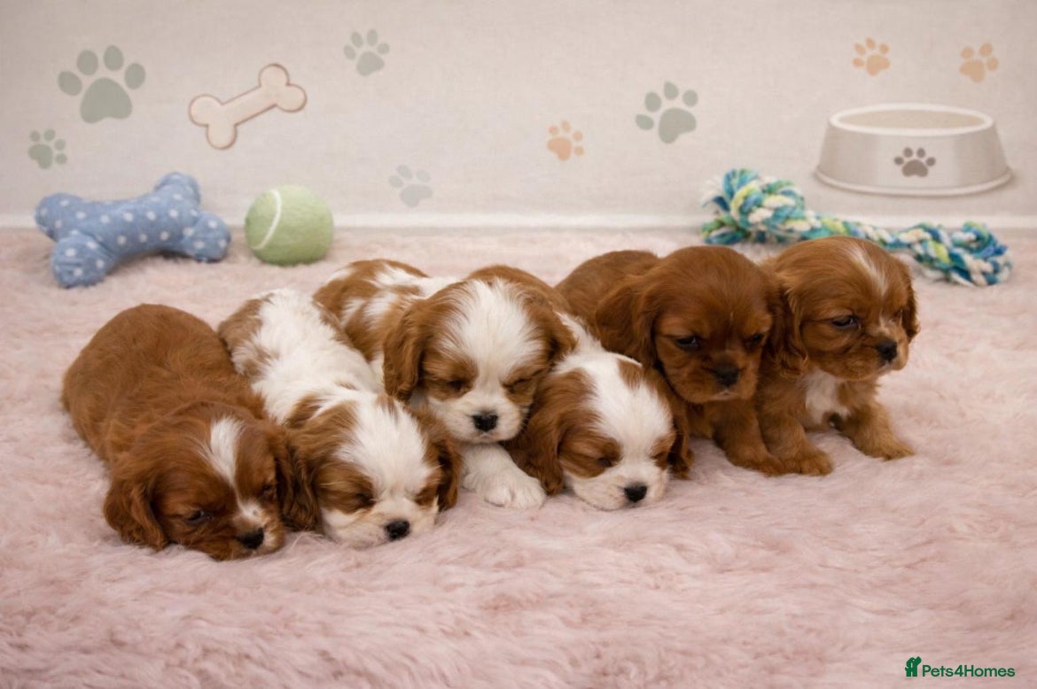 Cavalier King Charles Spaniel dogs KC Beautiful Cavaliers Health Tested Parents - Advert 3