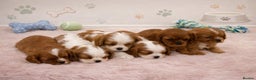 Cavalier King Charles Spaniel dogs for sale: KC Beautiful Cavaliers Health Tested Parents - Advert 1