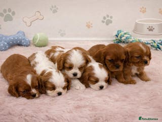 Cavalier King Charles Spaniel dogs KC Beautiful Cavaliers Health Tested Parents - Advert 3