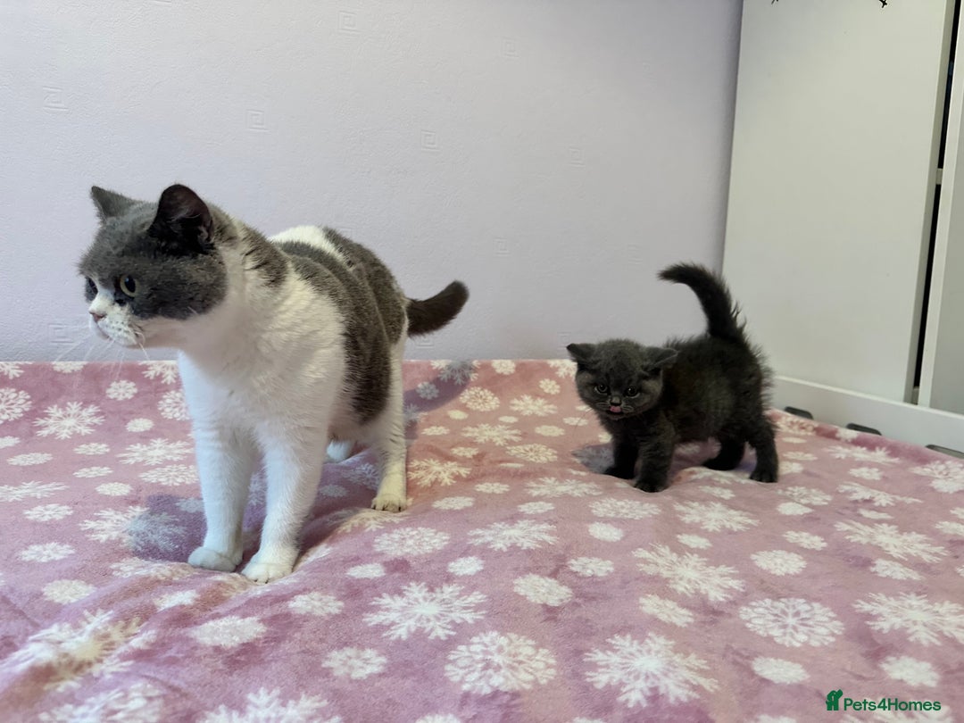 British Shorthair cats for sale: Championline British Blue kittens - Image 10