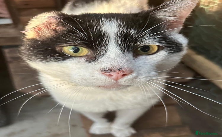 Mixed Breed cats - Advert 10