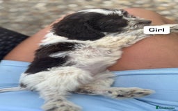 Cockapoo dogs for sale: Hi for sale is my 10 cockapoo puppy’s New  - Image 2